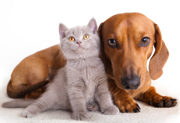 Perro y gato