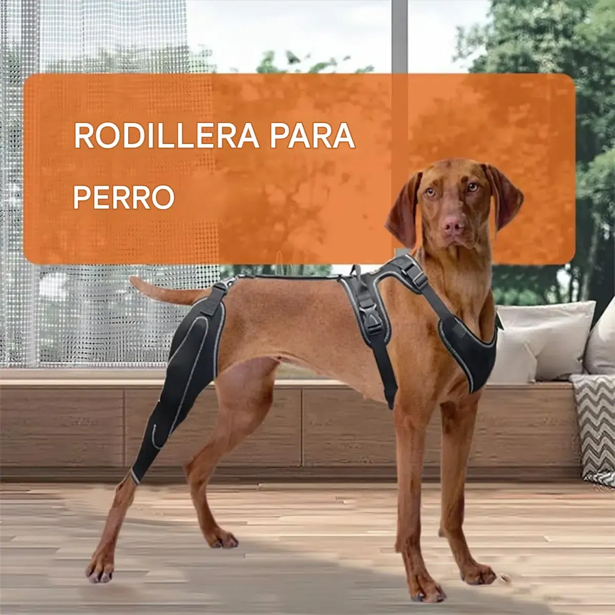 Arnes Ortopedico Para Paseo De Mascotas Con Rodillera Y Correa Talle L - Imagen 2